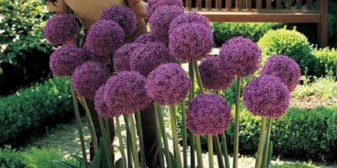 Suvorov luk - koristi i štete, kako se jede suvorov bijeli luk